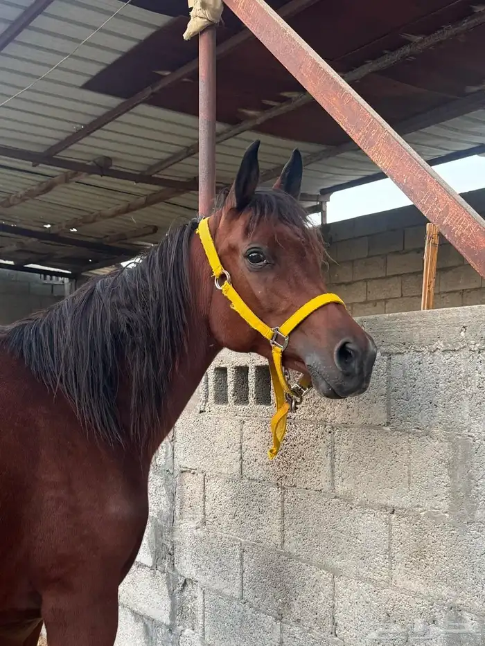 فرس مكس مواليد 2011 1