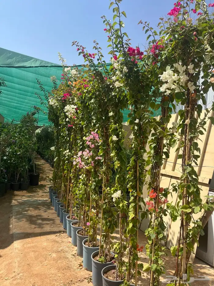 نباتات واشجار زينه 5