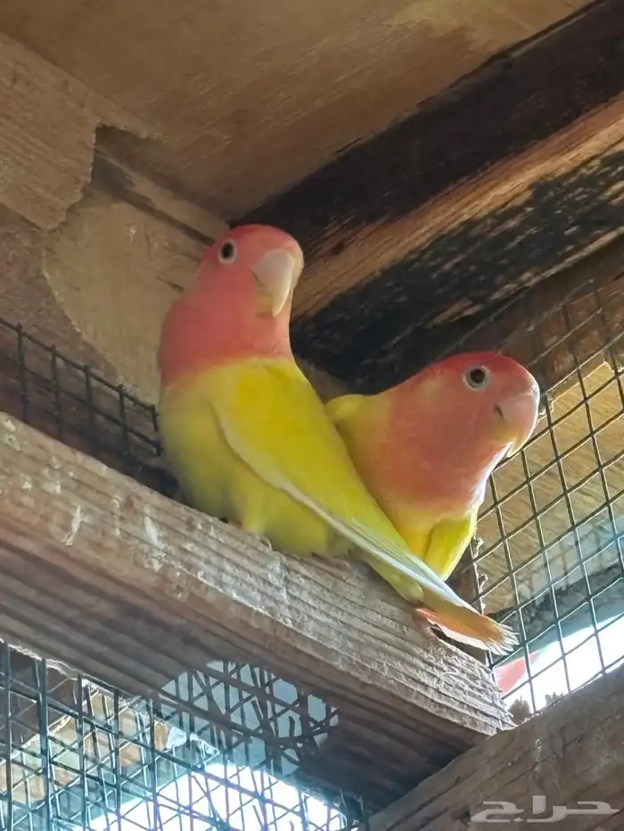 3 روز اوبلاين 0