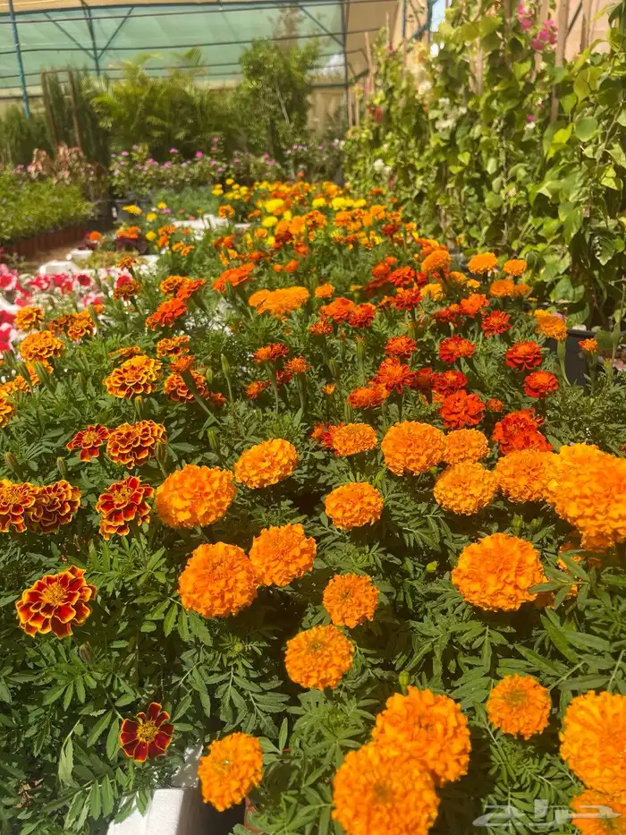 نباتات واشجار زينه 4