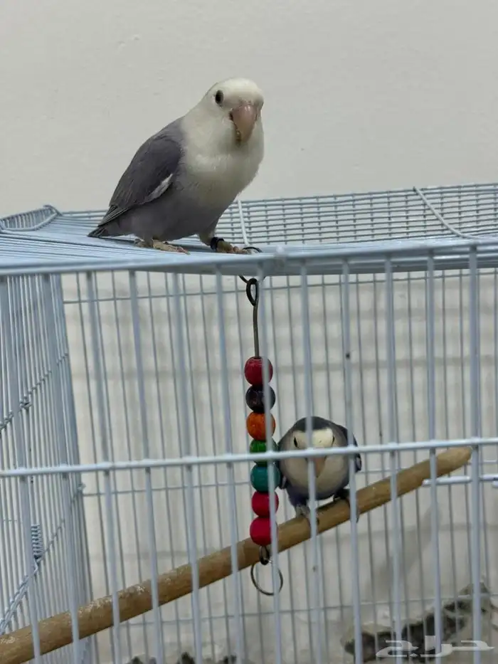 زوج روز اليف 3