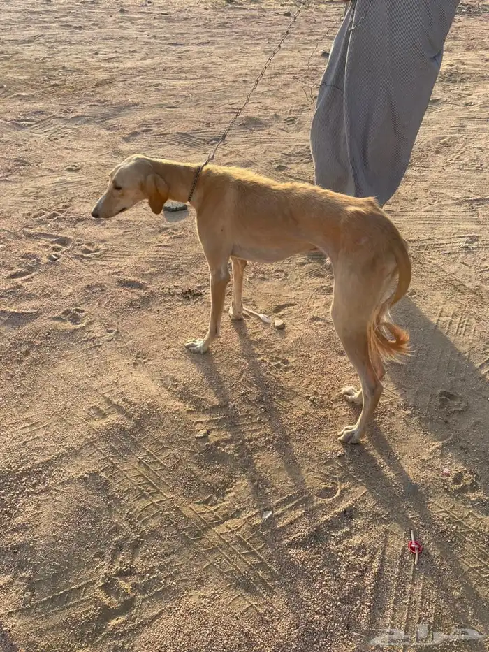 سلق عربي للبيع 0