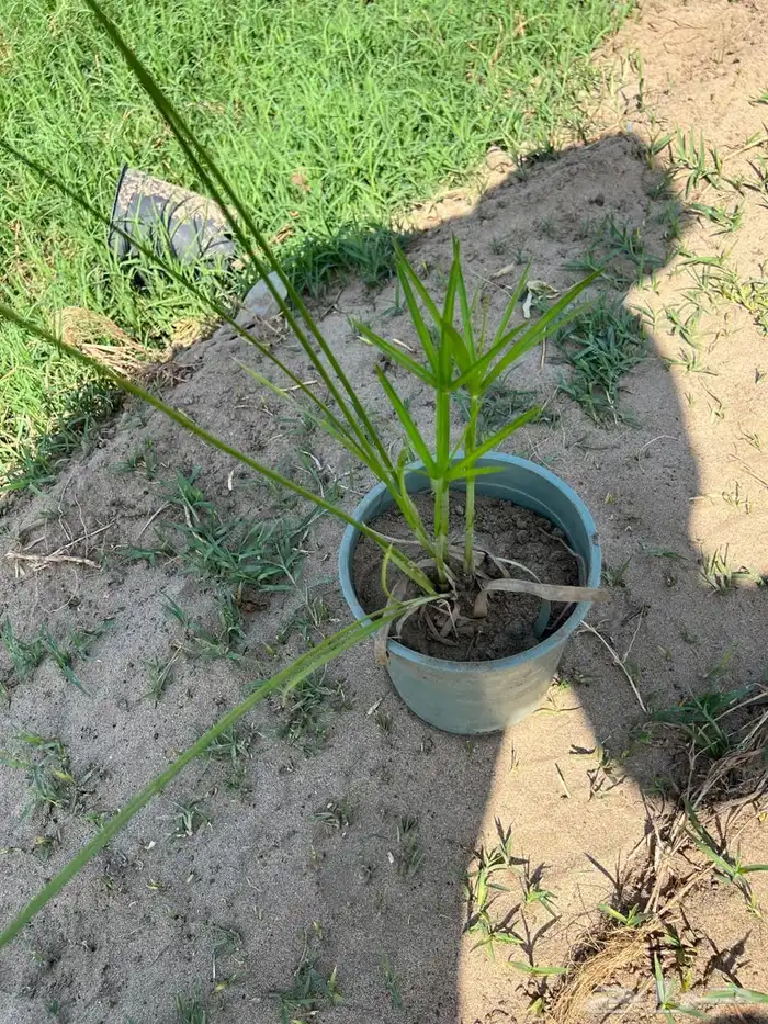 أنواع شتلات مختلفة بسعر الجملة 20