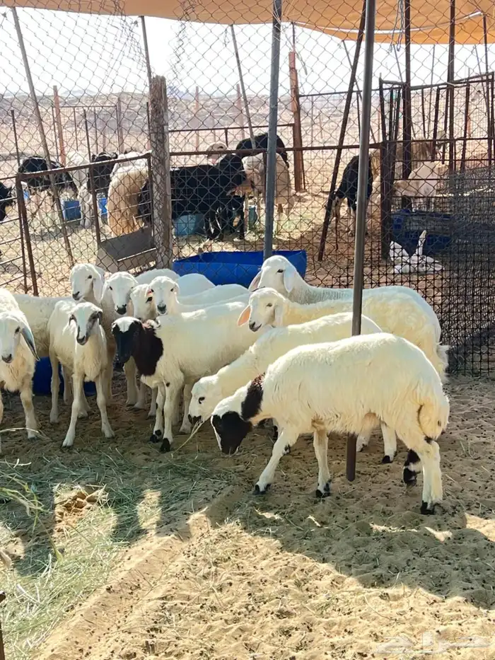 بهم رخال ذبايح مقنوي 0