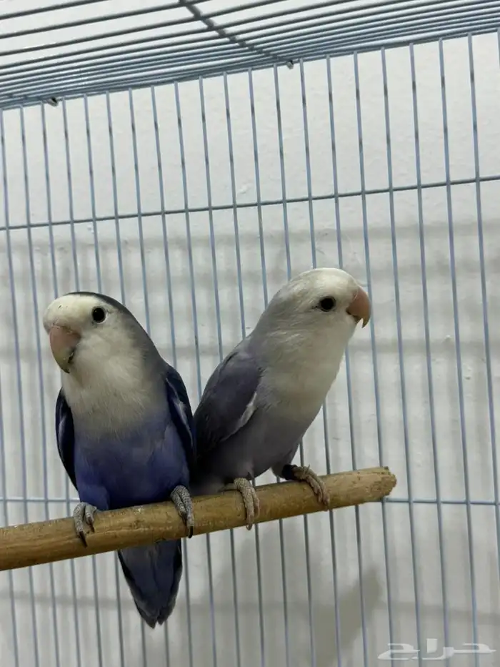 زوج روز اليف 0