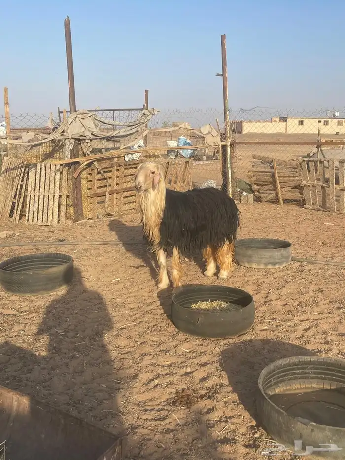 الحناكيه 0