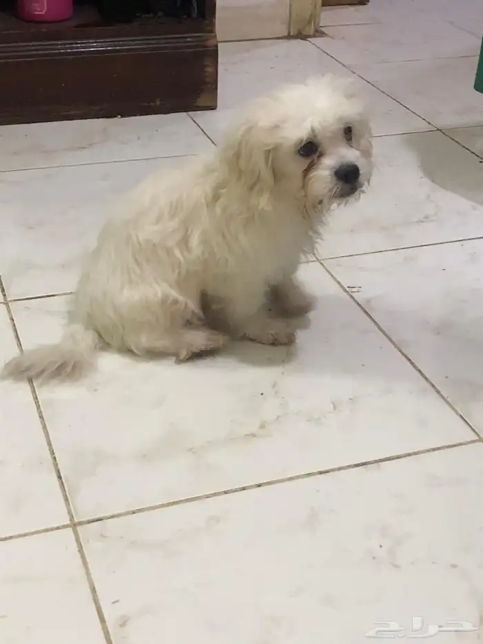 Maltese Puppy 3