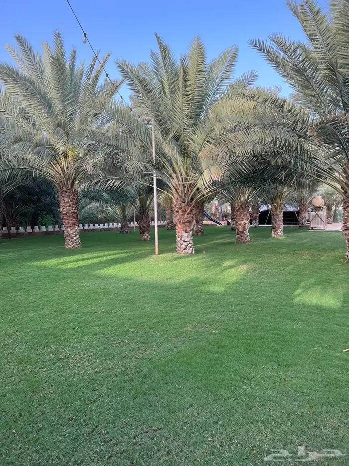 مزرعة ريم الريفية للبيع   الخرج   الدلم 14