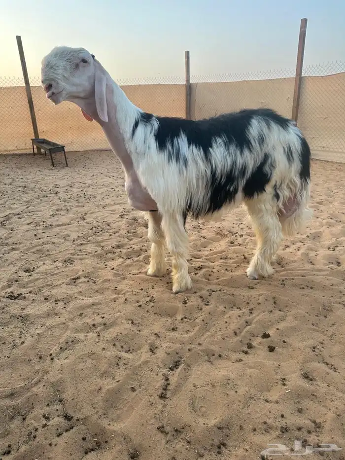 عرض بيع خروف نجدي ضغط عالي 0