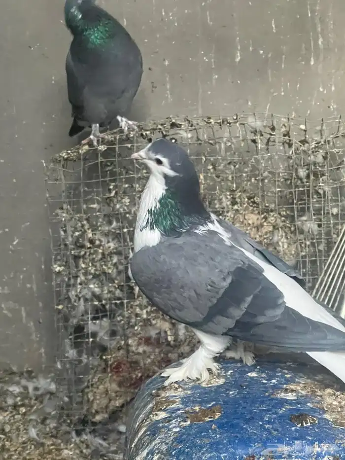 حمام للبيع 1