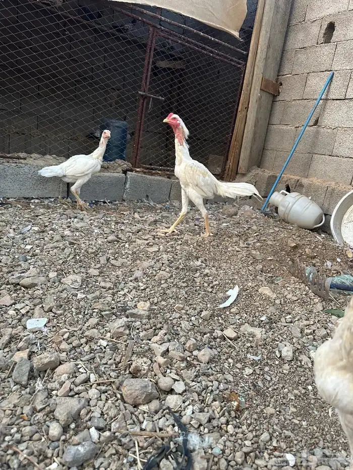 دجاج بكستاني 1