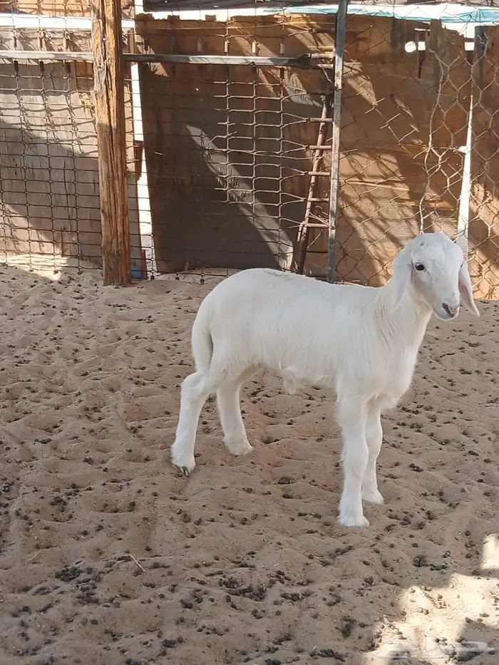 طلي حري انباع 0