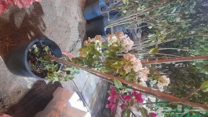 مشتل تنسيق حدائق 8