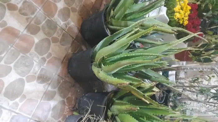 مشتل تنسيق حدائق 9