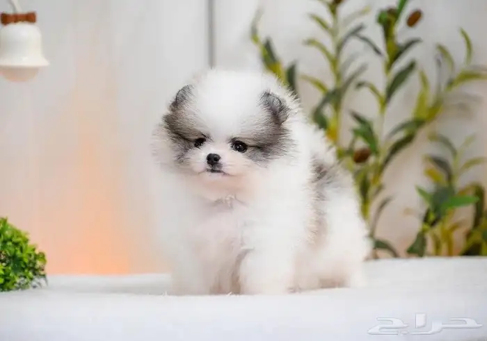 جراء بومرينين الوان مميزة 1