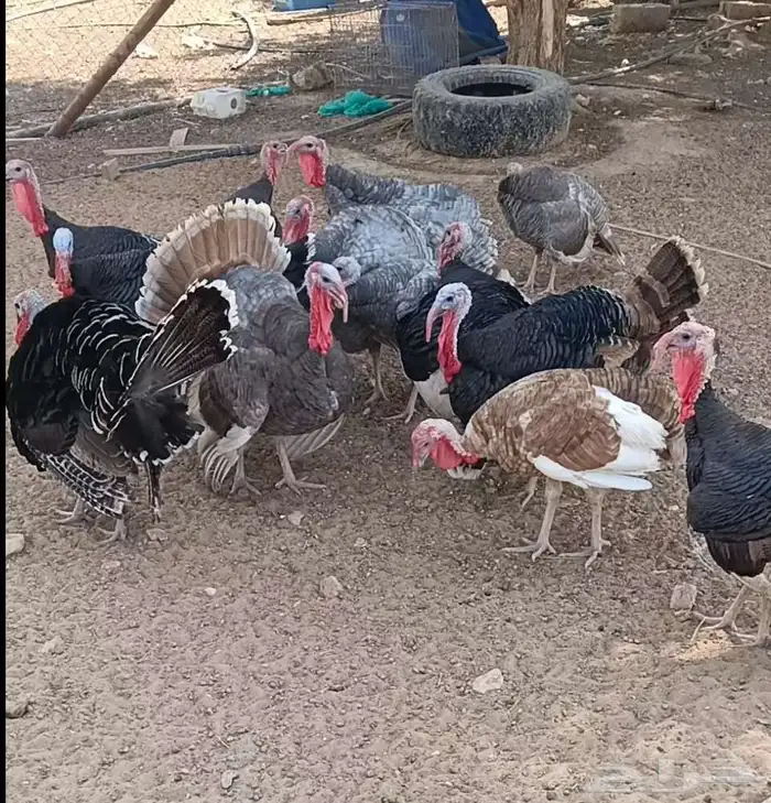 دجاج رومي للبيع العدد 12 ذكور الموقع الخرج الحنيه مخرج 8 0