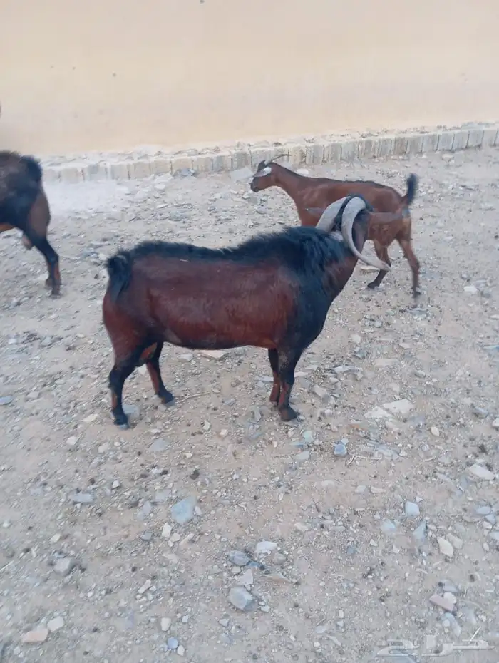 فحول بلدي100 4