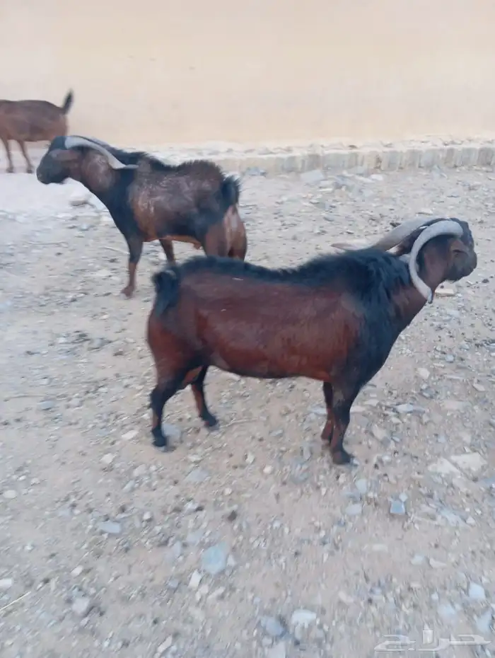 فحول بلدي100 1