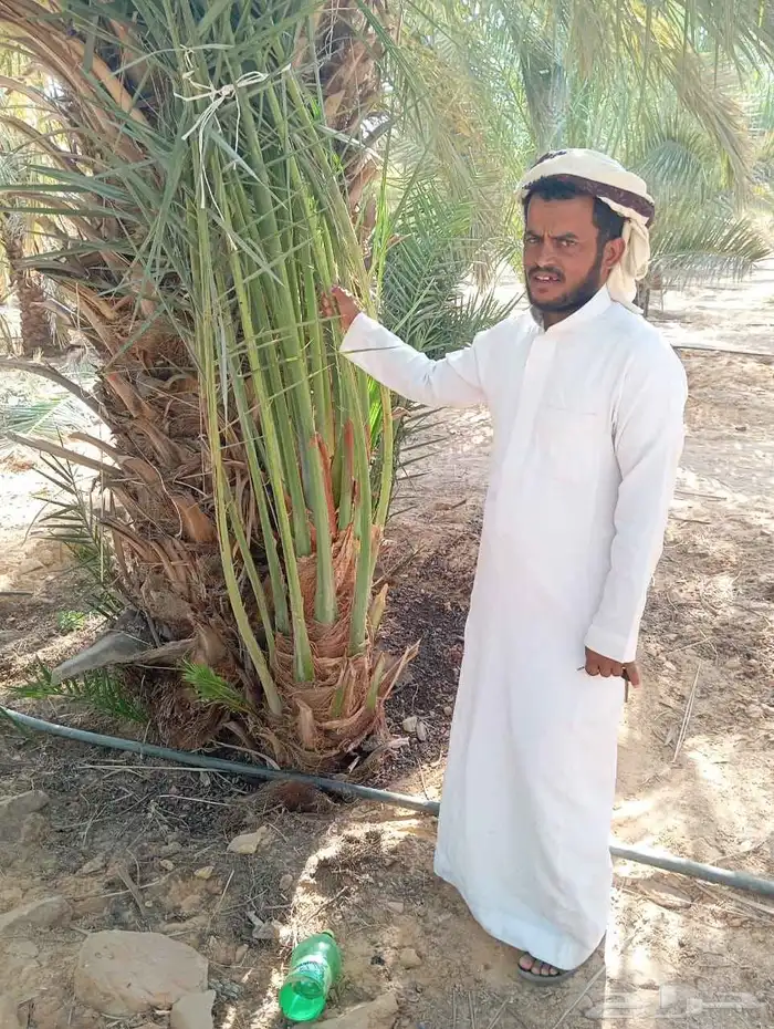 نخل القصيم 8