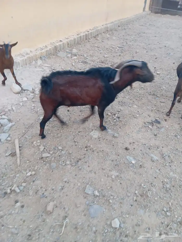 فحول بلدي100 2