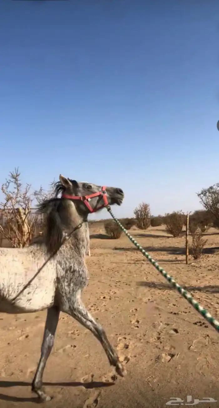 مهره للبيع 2