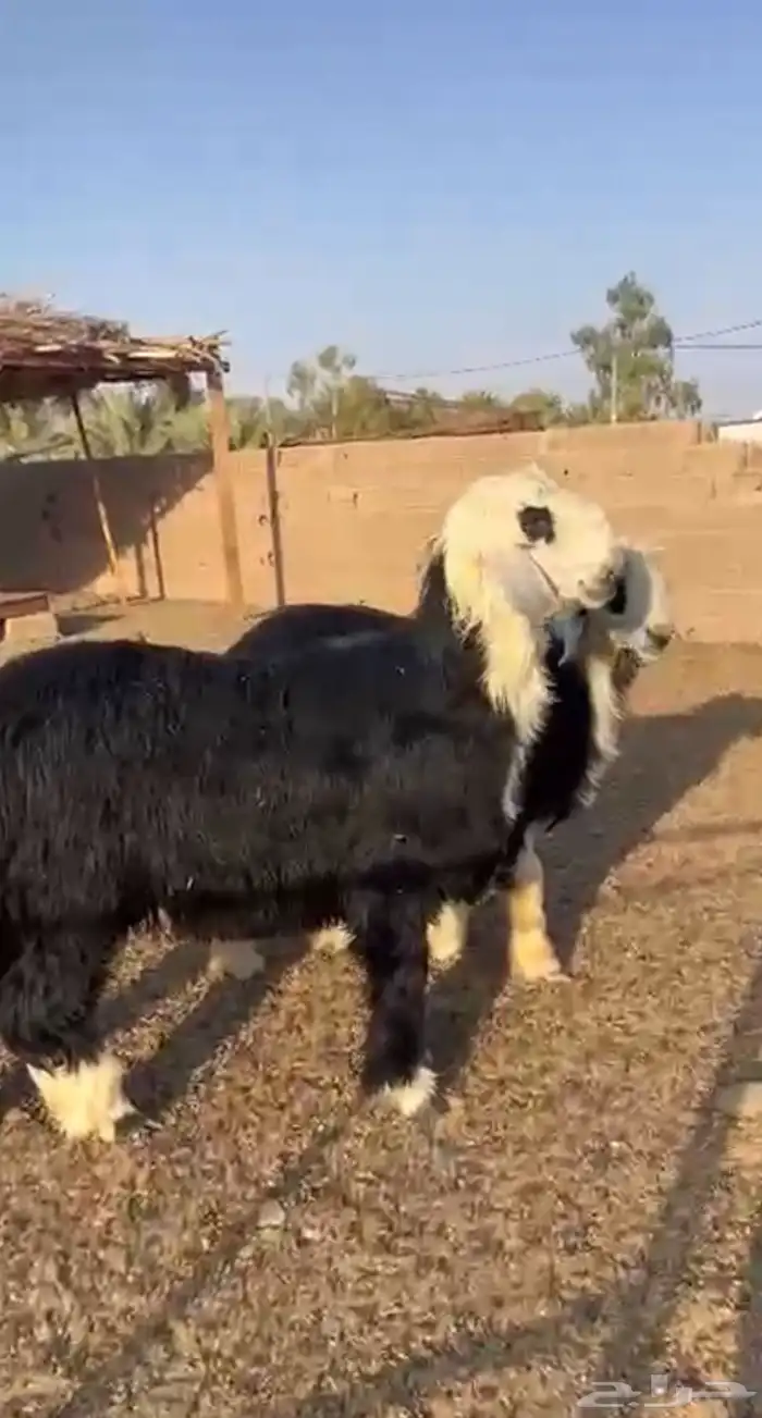 خرفان جذعان نجد مشاريع فحول 0