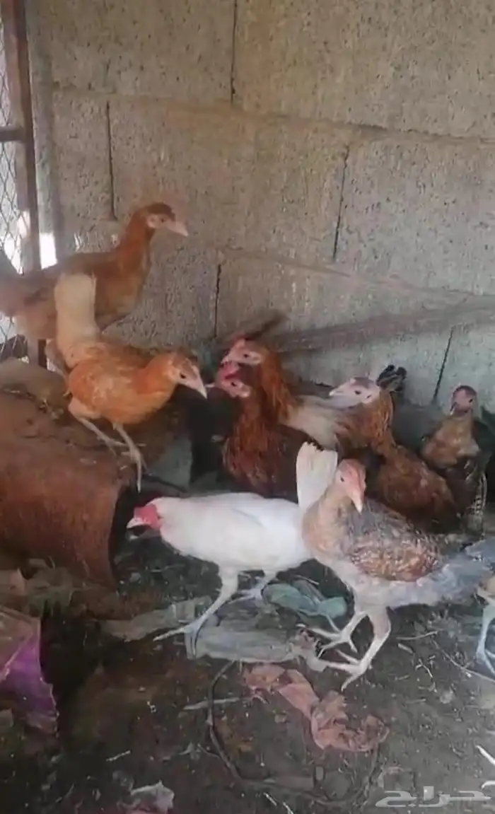 دجاج بلدي 0
