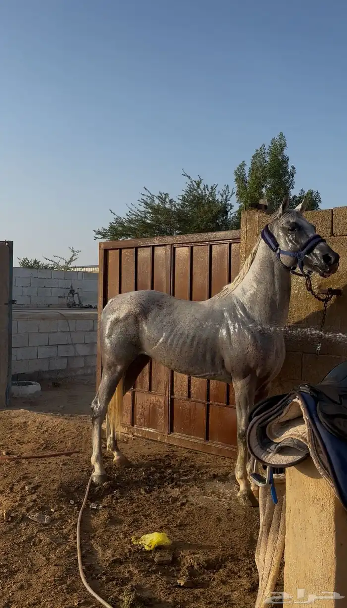 خيل شعبي 6