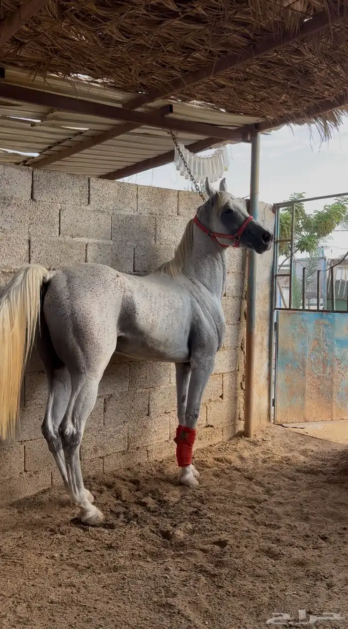 خيل شعبي 3