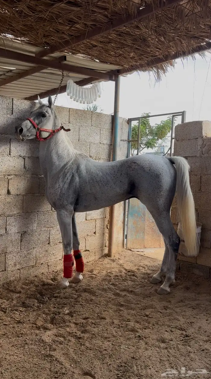 خيل شعبي 2