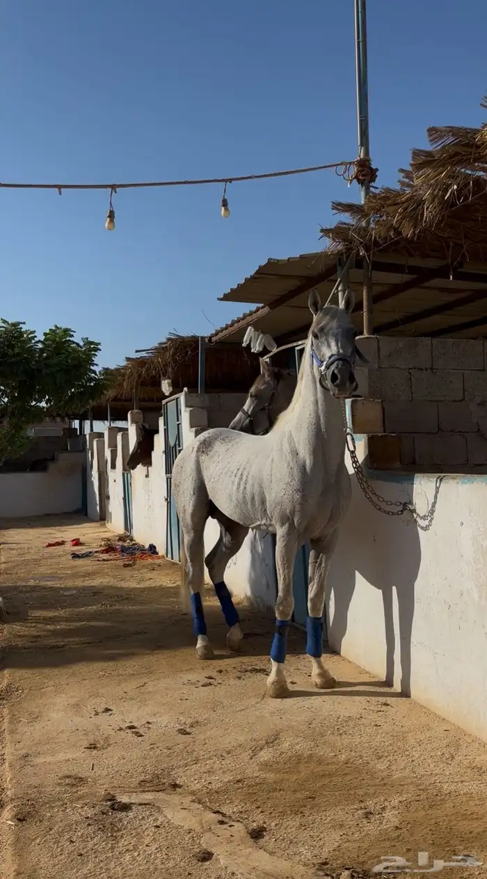 خيل شعبي 5