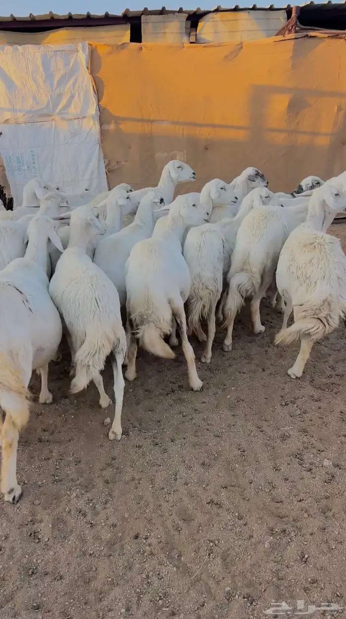 للبيع 24 راس بالفحل دفع حصيب منوة القاني صنف 4