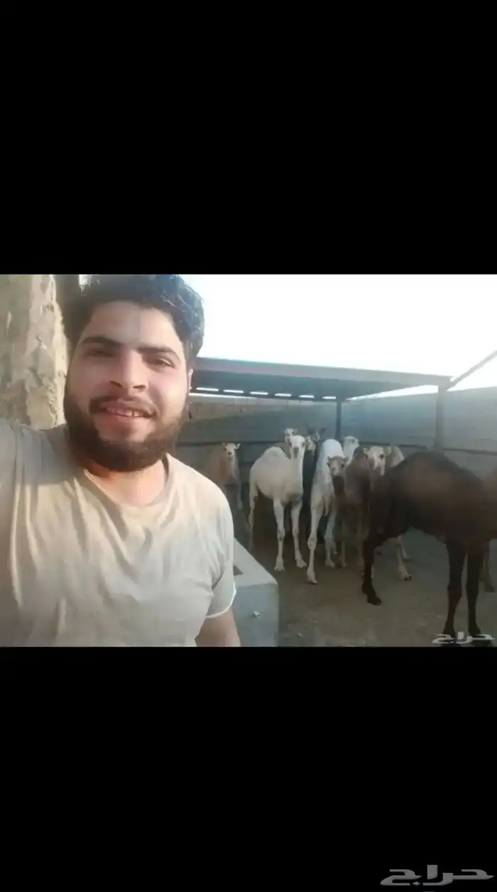 جزار معلم خبره كبيره محترف ف الحاشي والغنم والعجل 2