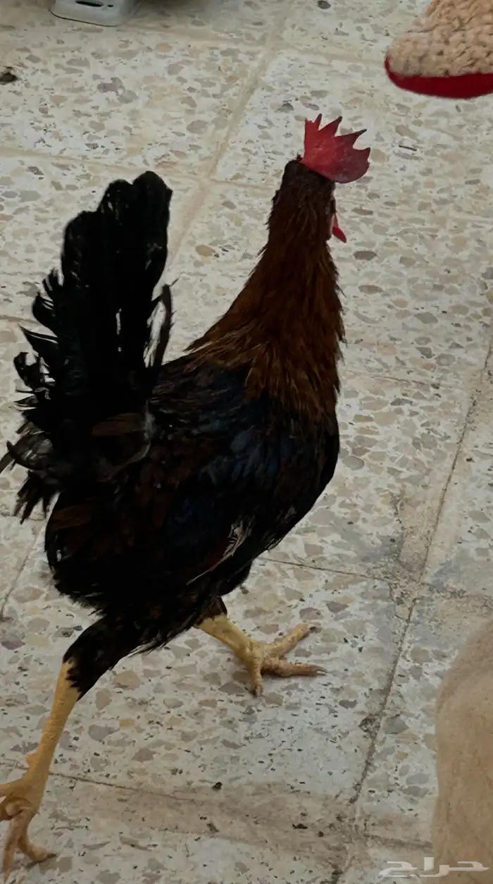 ديك عربي العمر سبع اشهور وامه عندي وانا مربيه وهو صوص صغير 9