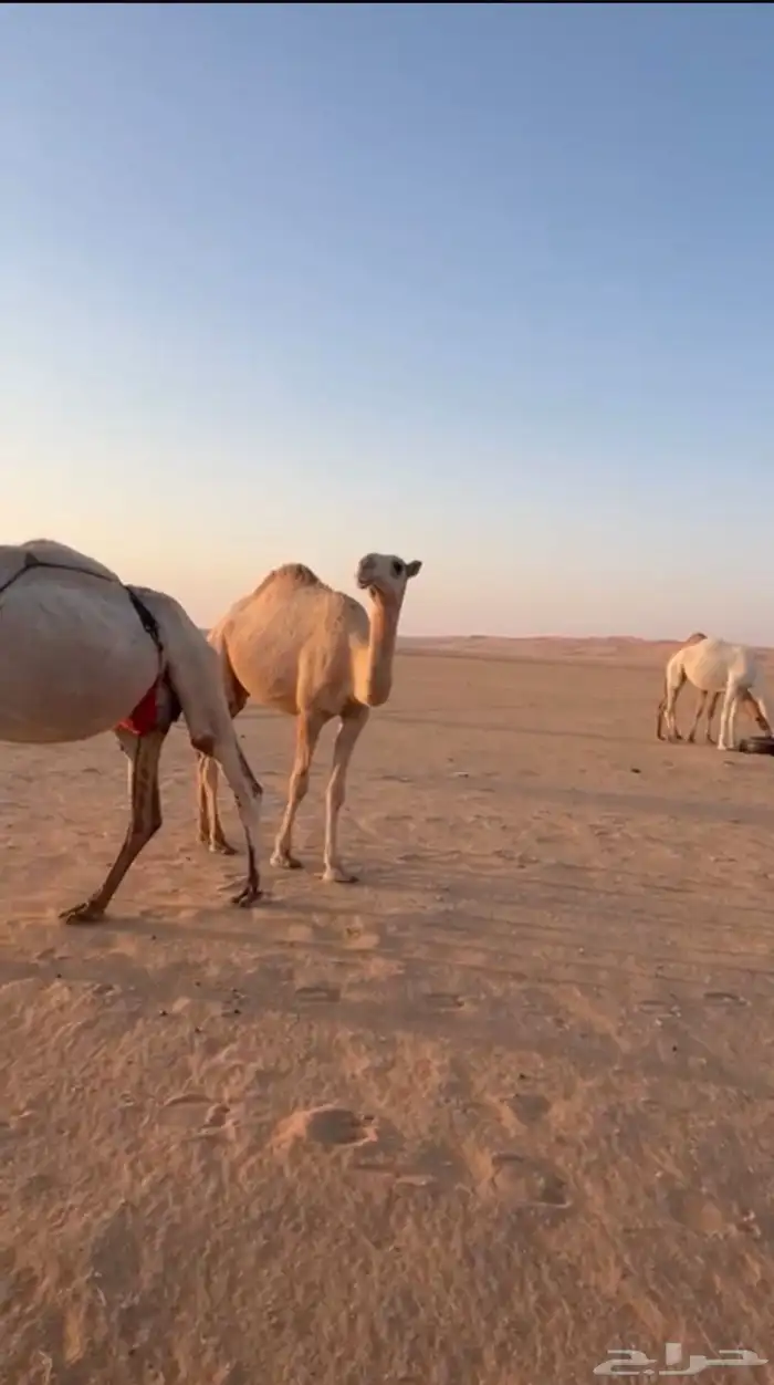 بكره للبيع شقحة 1