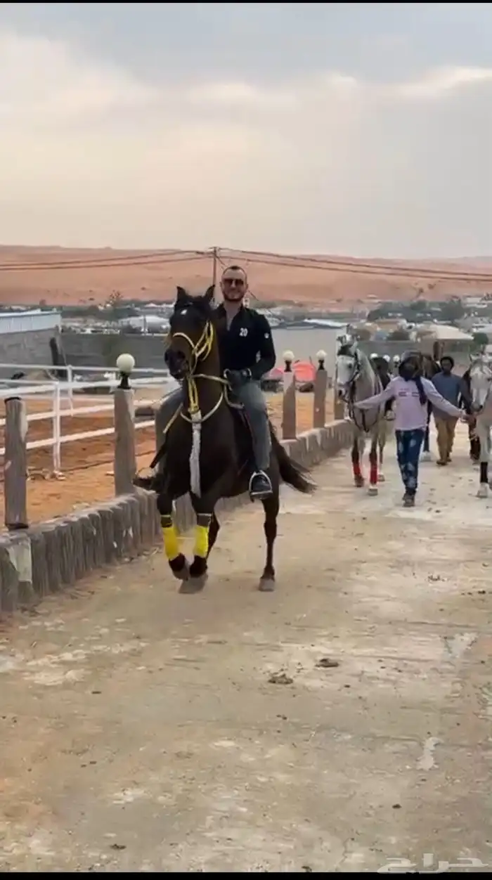 ايواء خيل1000 2