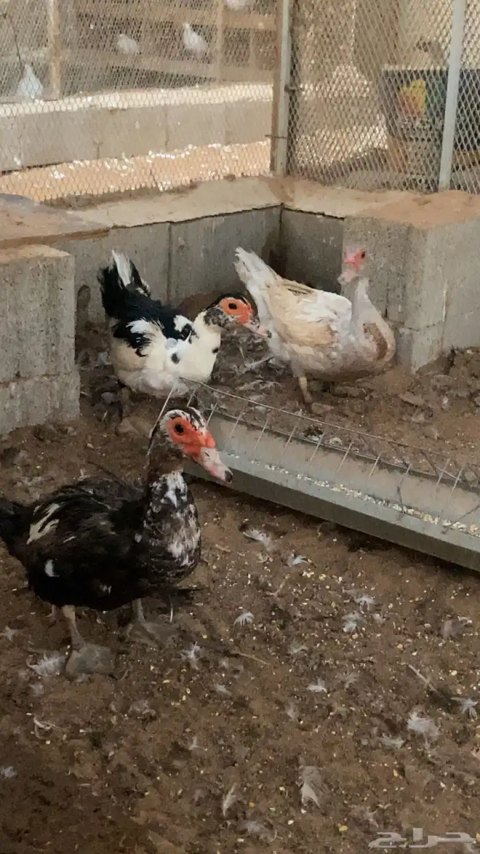 بط بح 2