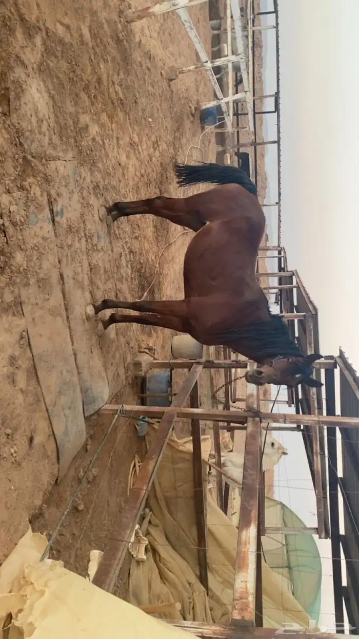 فرس واهو لقاح 2
