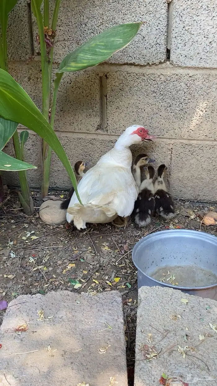 بط بلدي عندها سته فروخ على الشرط مشروطه من كل الأمراض 2