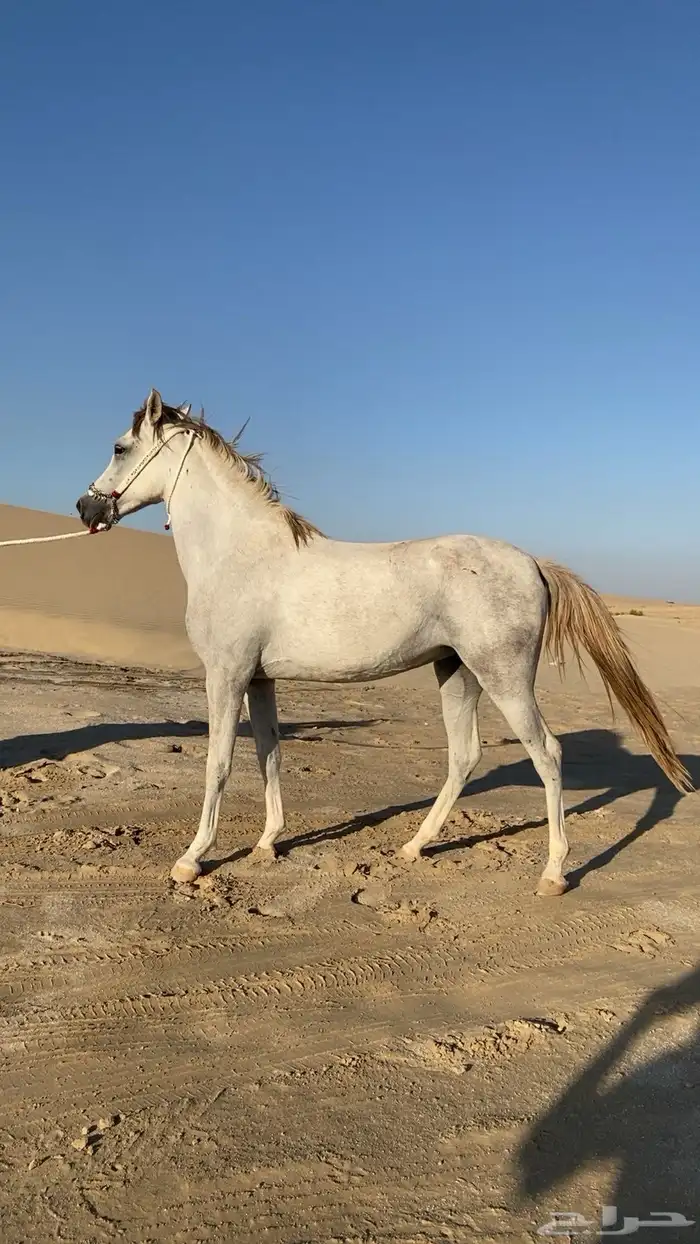 فرس لقاح ومهره جزيريات اصايل 12