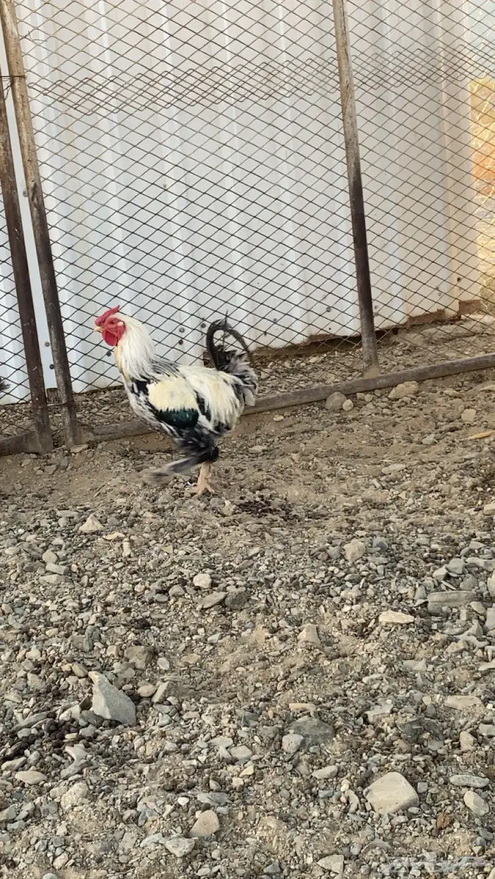 ديك كفو للبيع مهجن براهما 0