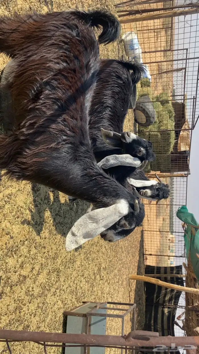 جفرات. 3. وخوهن تيس. العمر 6 الو 7 ش 1