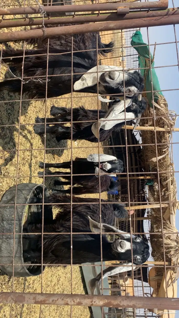 جفرات. 3. وخوهن تيس. العمر 6 الو 7 ش 0