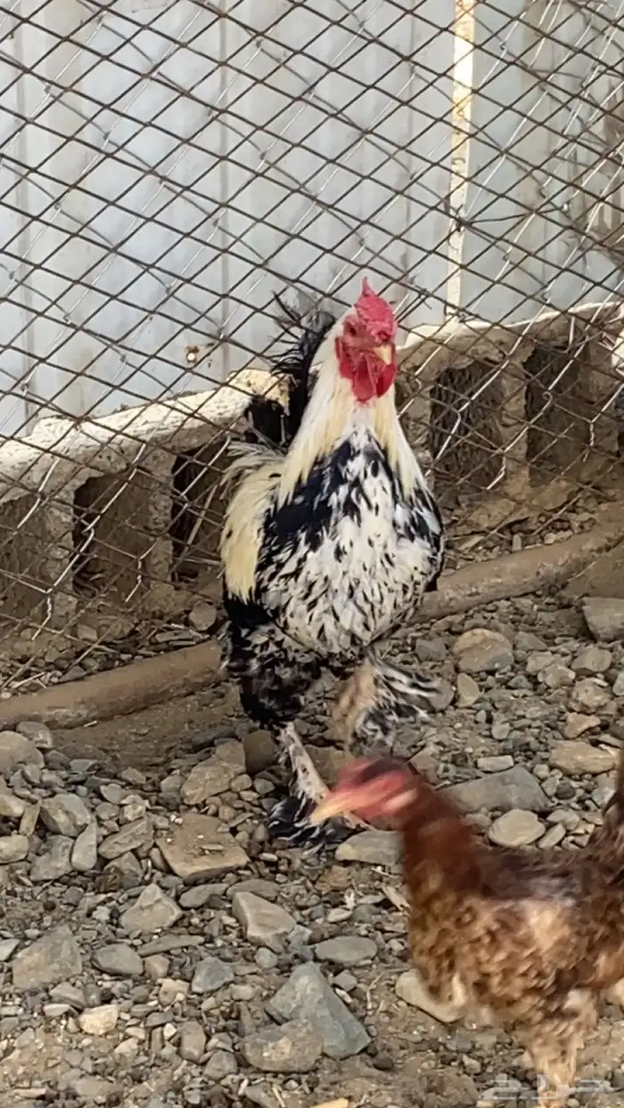 ديك كفو للبيع مهجن براهما 1