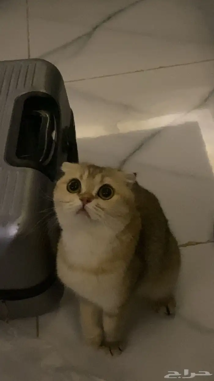 قطه للبيع 0