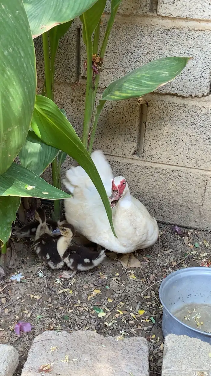 بط بلدي عندها سته فروخ على الشرط مشروطه من كل الأمراض 1