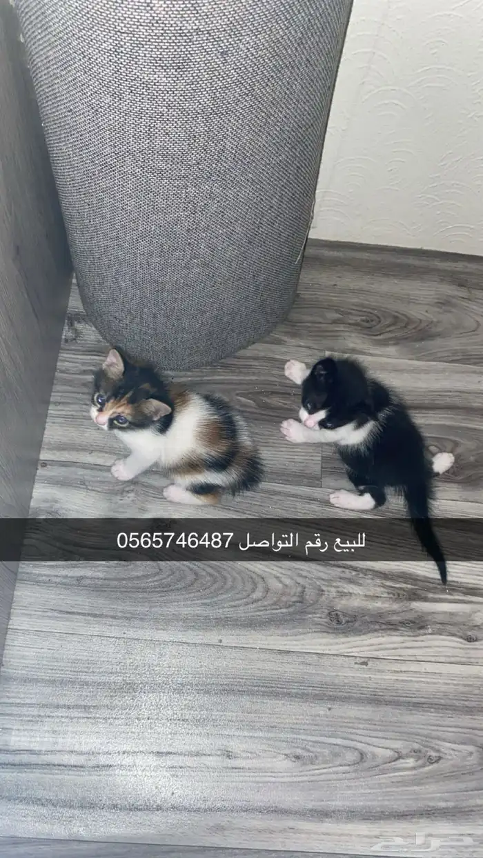 جدة ابرق الرغامة اللي حاب يتواصل معايا 0