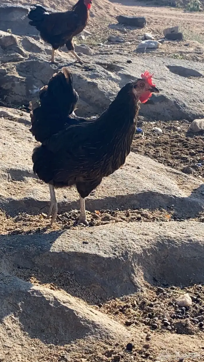 للبيع دجاج تركي 2