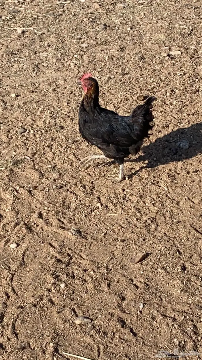 للبيع دجاج تركي 1
