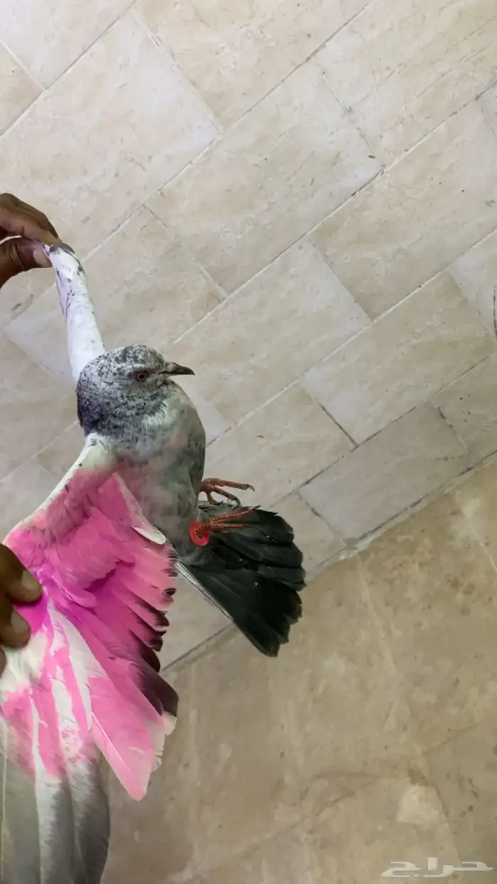 حمامه للبيع 0